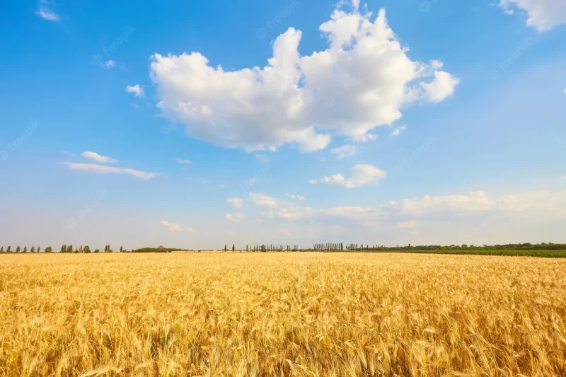 Yellow wheat field and dark blue sky Free Photo