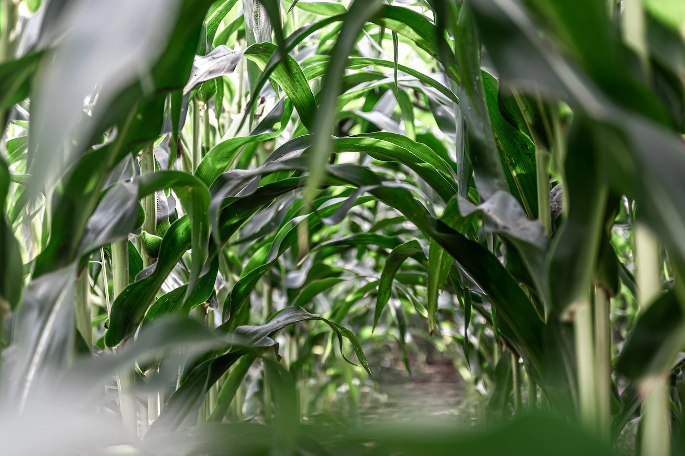 Young Green Corn Growing Field Background Texture From Young Plants Corn Green Background 169016 14123