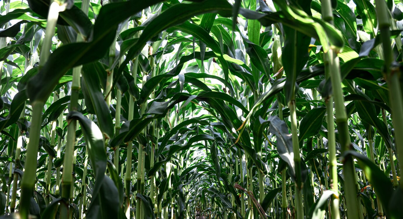 Young Green Corn Growing Field Background Texture From Young Plants Corn Green Background 169016 14145