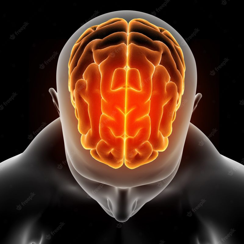 3d medical image showing male figure with brain highlighted Free Photo