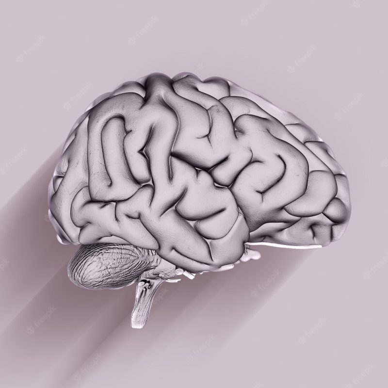 3d render of a medical background with brain Free Photo