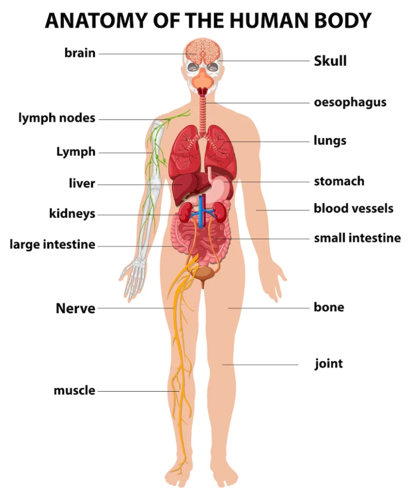 Anatomy of the human body information infographic Free Vector