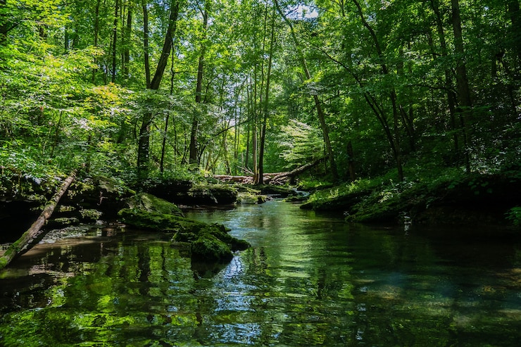 River in a forest Free image download