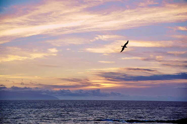 Beautiful Sunset Ocean Silhouette Bird Flying Sky 158538 26216