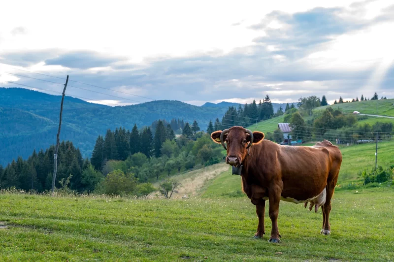 Brown cow grazing on the grass-covered hill near the forest Free Photo