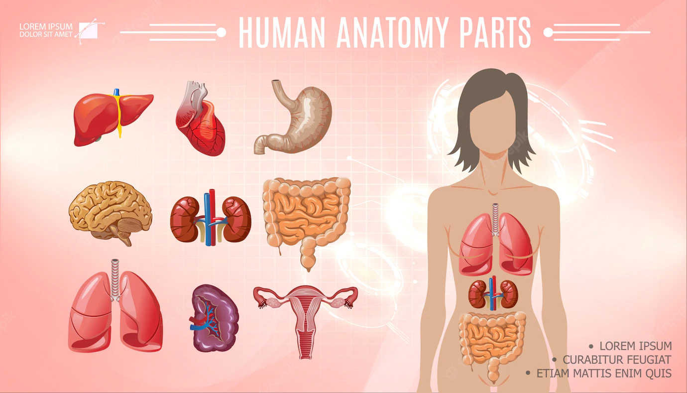 Cartoon Human Anatomy Bright Template With Woman Body Liver Stomach Heart Brain Lungs Kidneys Spleen Intestine Female Reproductive System 1284 35379