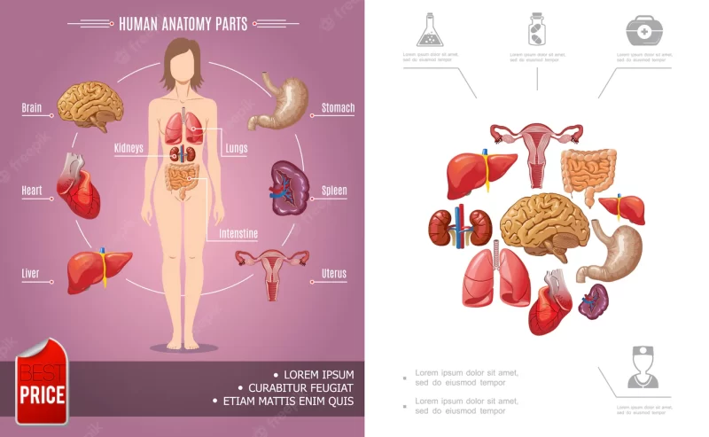 Cartoon human anatomy colorful composition with woman body parts and medical icons Free Vector