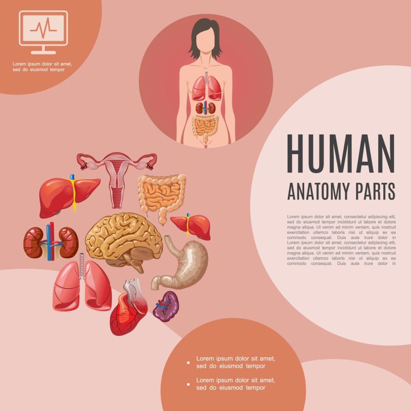 Cartoon human anatomy template with woman body lungs liver kidneys heart brain stomach intestine spleen uterus Free Vector