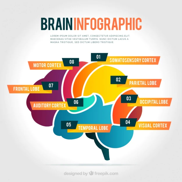 Color brain Infographics Free Vector