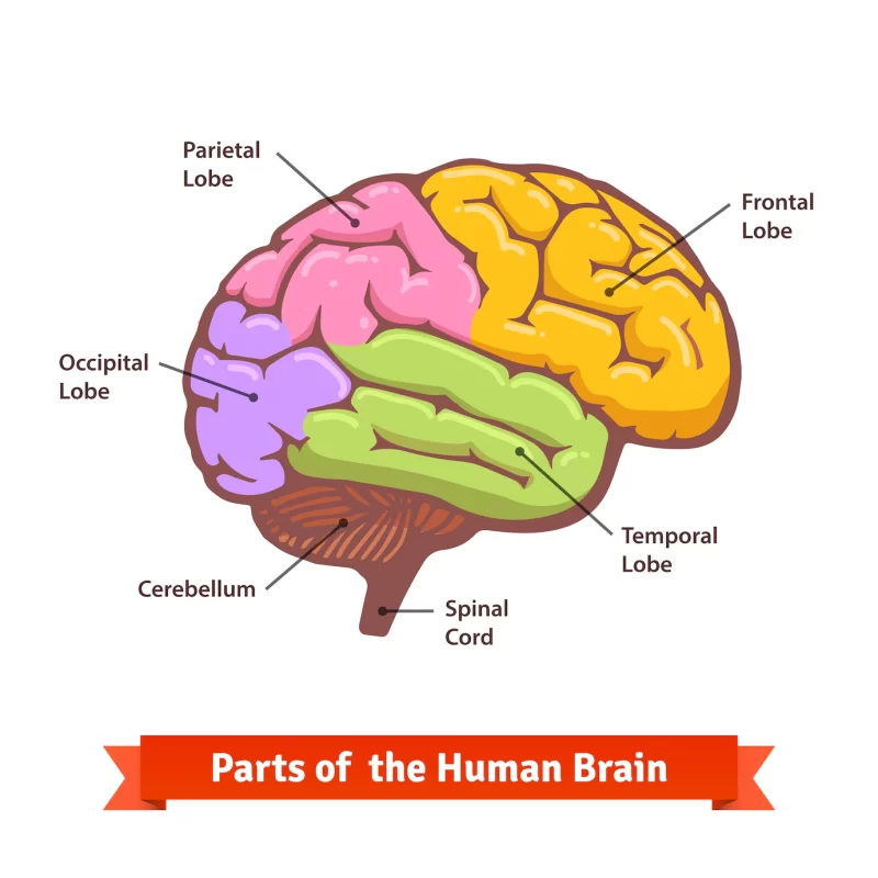 Colored and labeled human brain diagram Free Vector