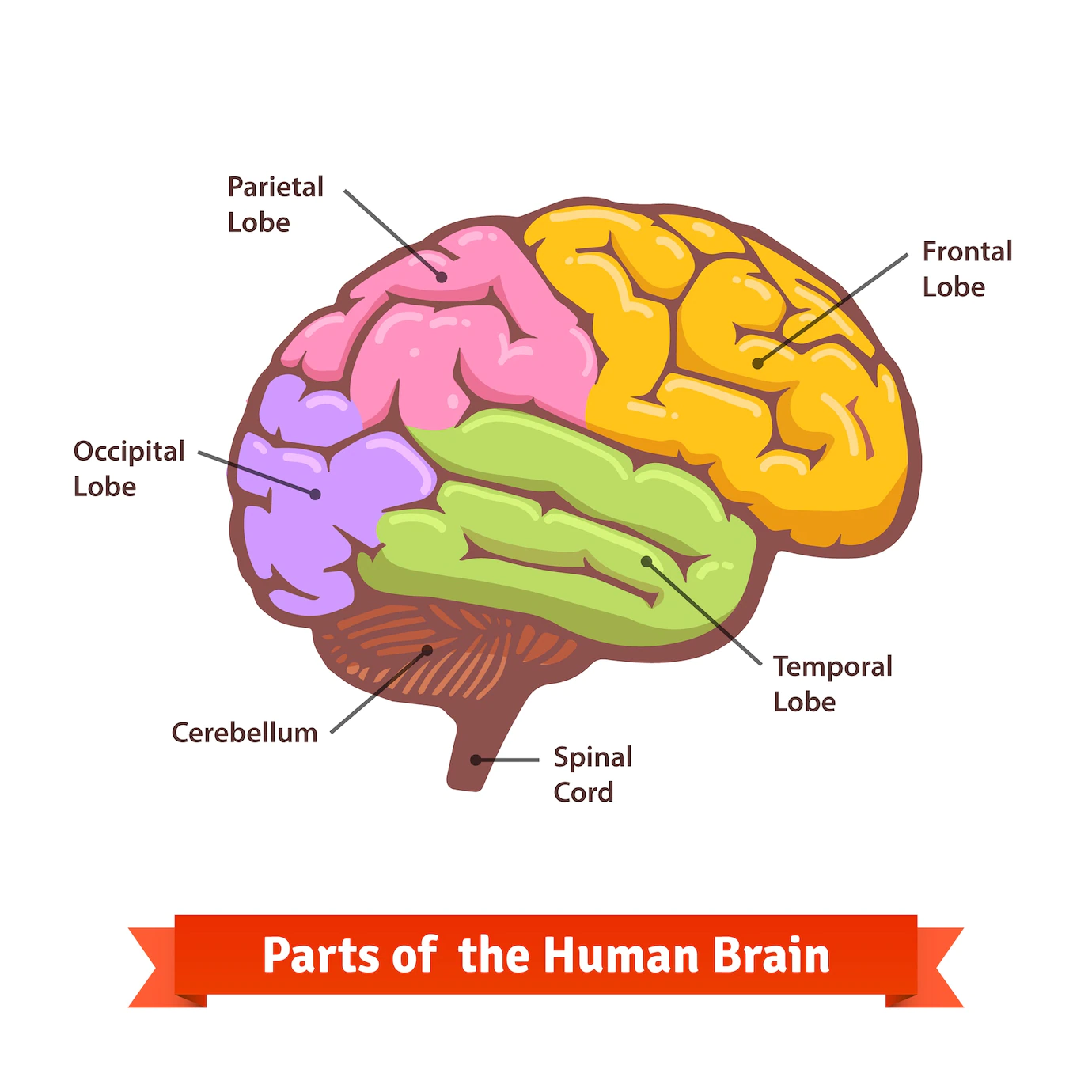 Colored Labeled Human Brain Diagram 3446 148