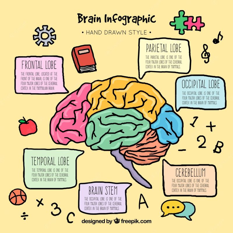 Colorful hand-drawn brain infographic template Free Vector