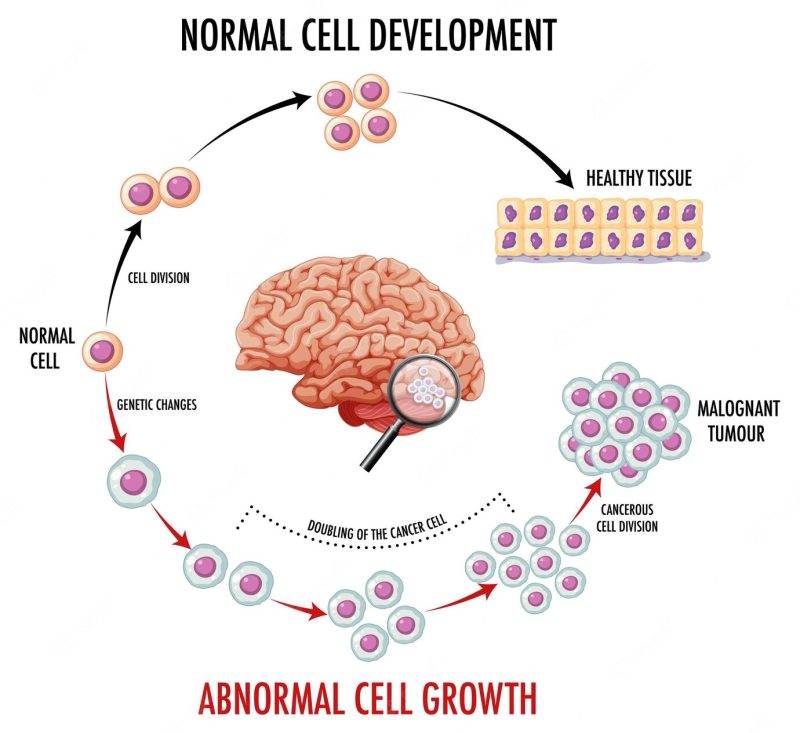 Diagram showing normal cell development Free Vector