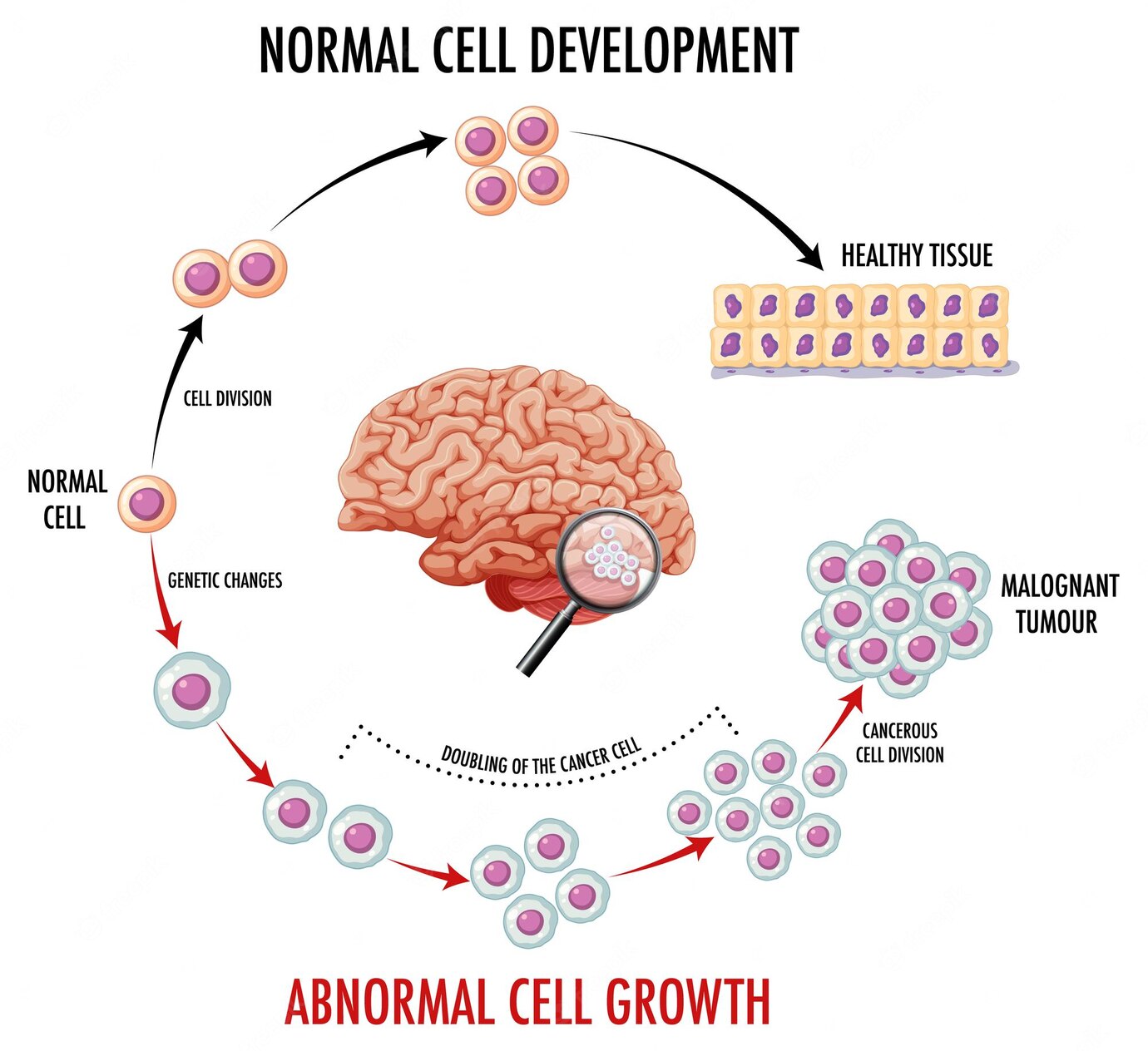 Diagram Showing Normal Cell Development 1308 101116