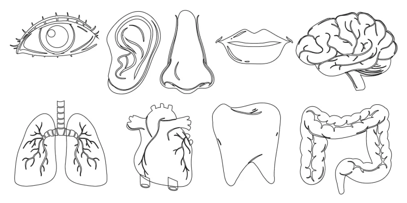 Doodle design of the different internal and external body parts Free Vector
