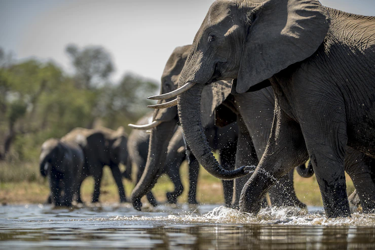 Elephants drinking water Free image download