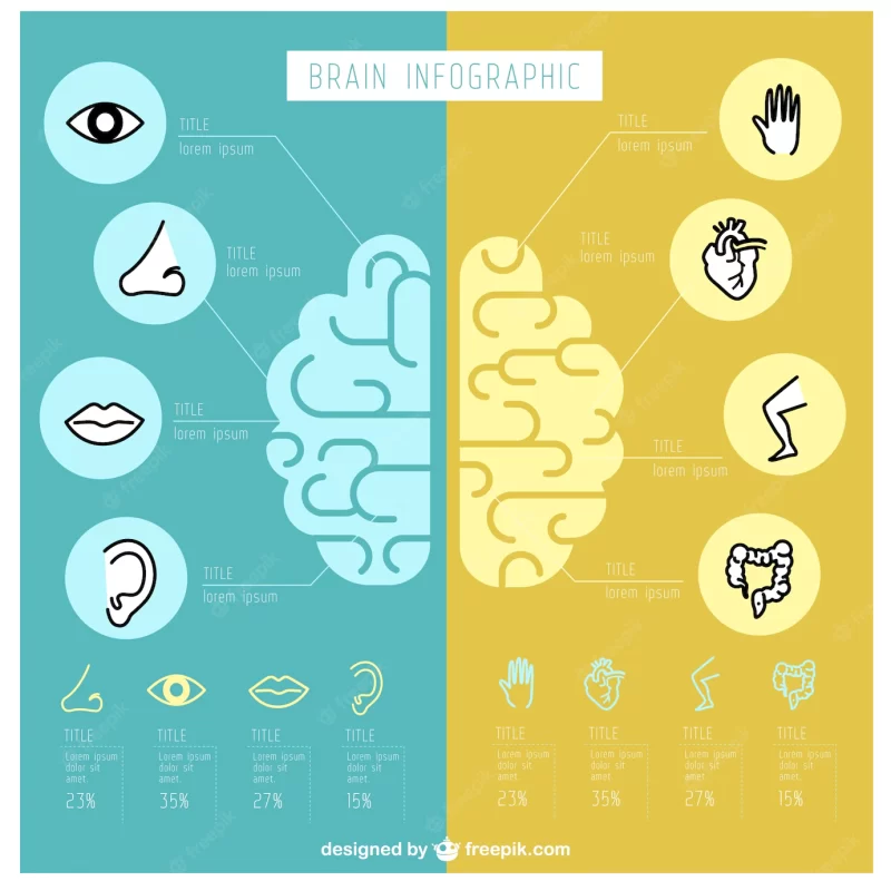 Fantastic human brain infographic Free Vector