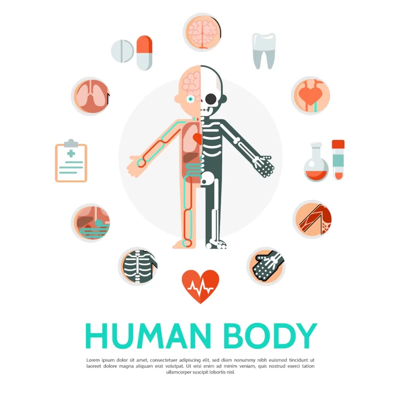 Flat human body anatomy round concept Free Vector