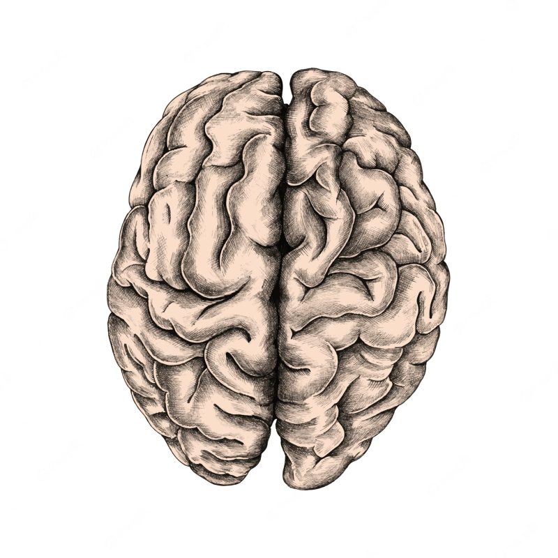 Hand drawn human brain Free Vector