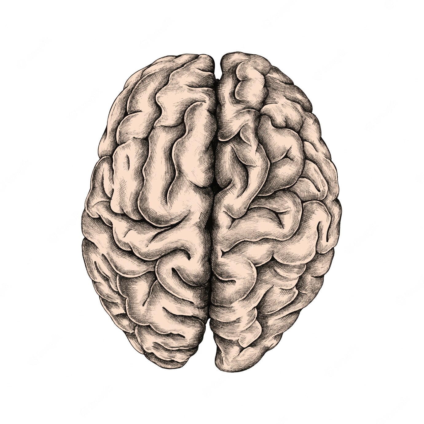 Hand Drawn Human Brain 53876 15780