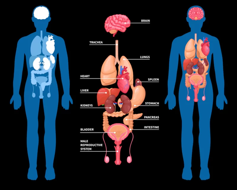 Human anatomy internal organs layout Free Vector