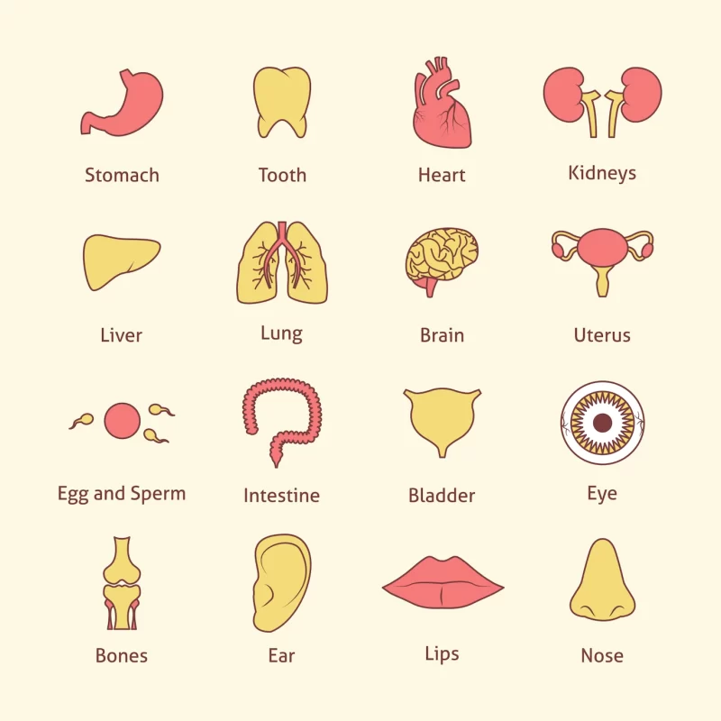 Human body parts collection Free Vector