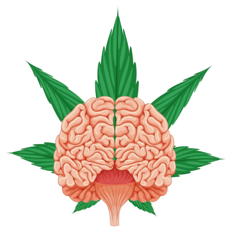 Human brain and cannabis leaf Free Vector