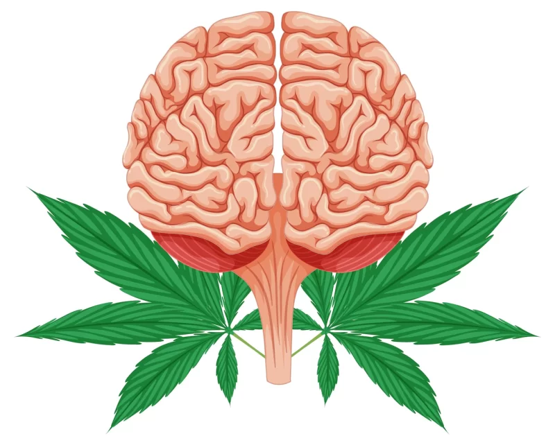 Human brain and cannabis plant Free Vector