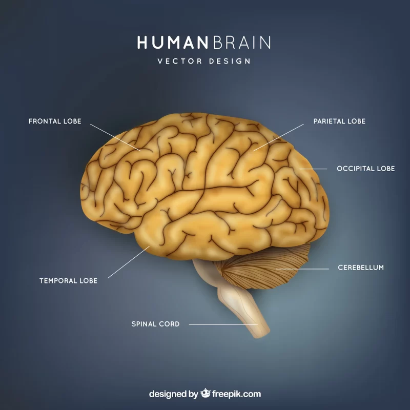 Human brain illustration Free Vector