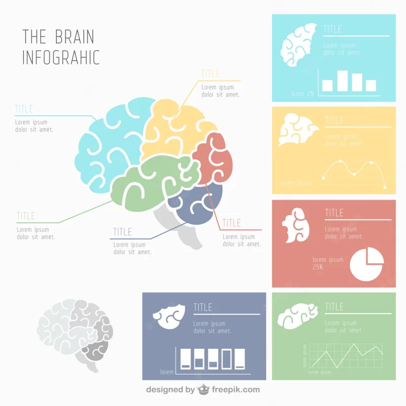 Human brain infographic with several charts Free Vector