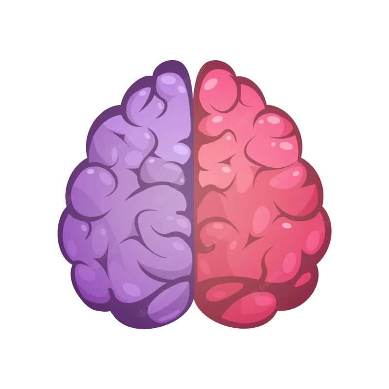 Human brain two different colored symbolic left and right cerebral hemispheres model image icon Free Vector