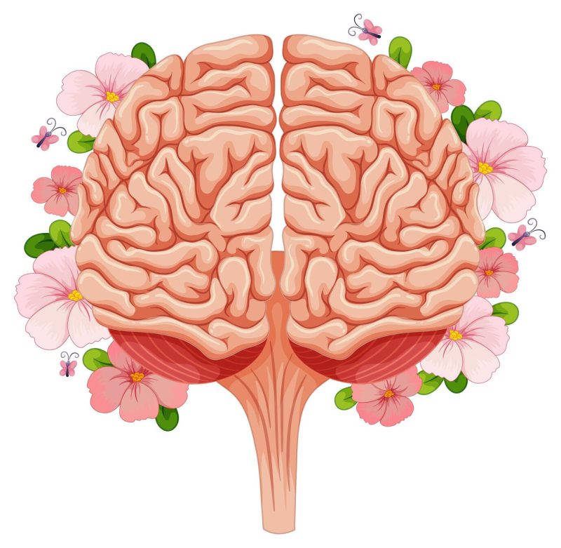 Human brain with many flowers Free Vector