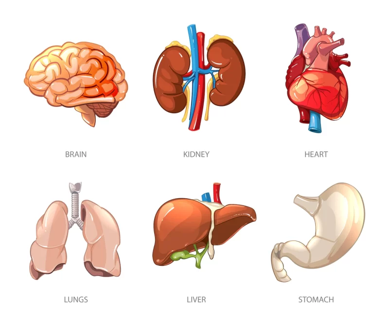 Human internal organs anatomy in cartoon vector style. brain and kidney, liver and lung, stomach and heart illustration Free Vector