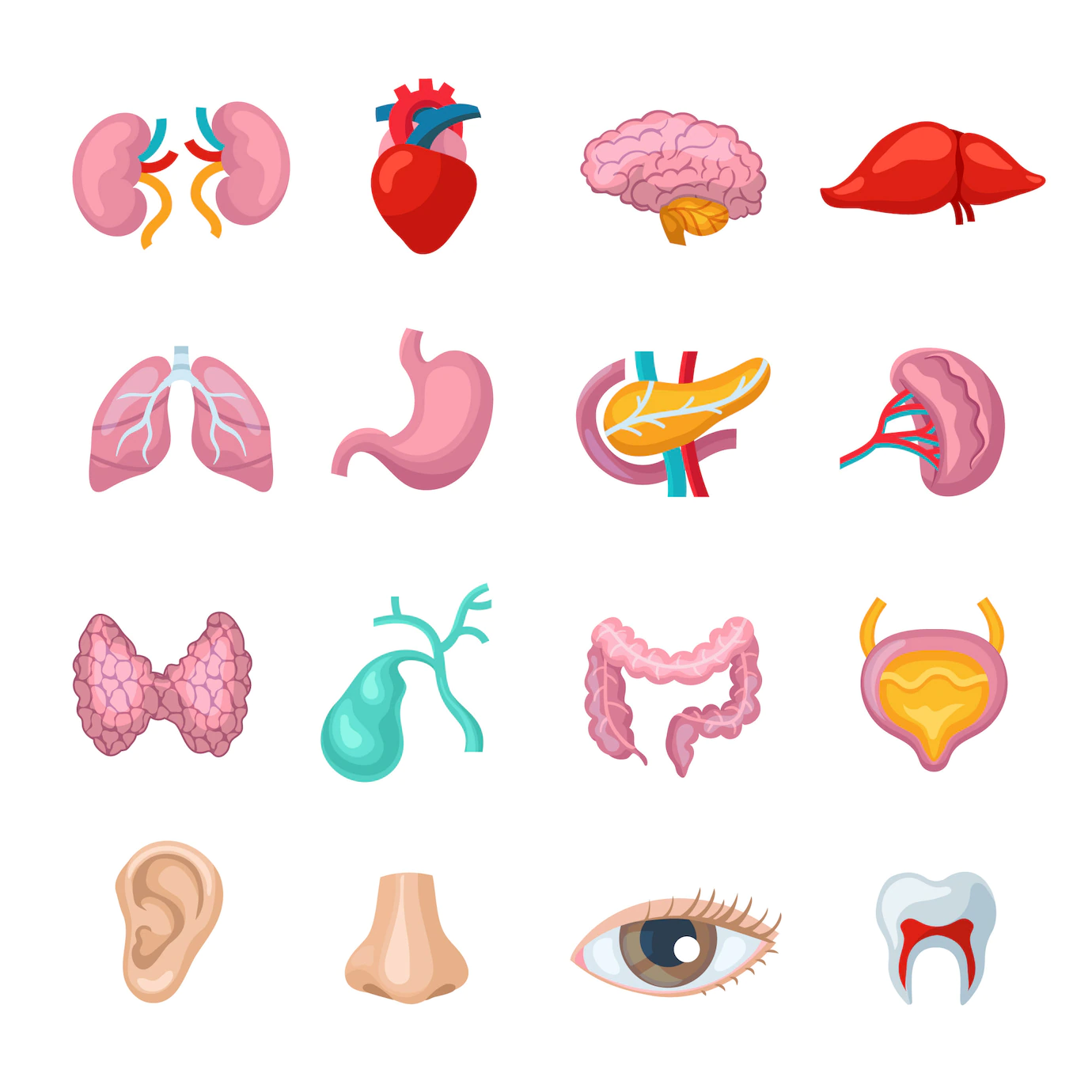 Human Organs Flat Icons Set 1284 11522