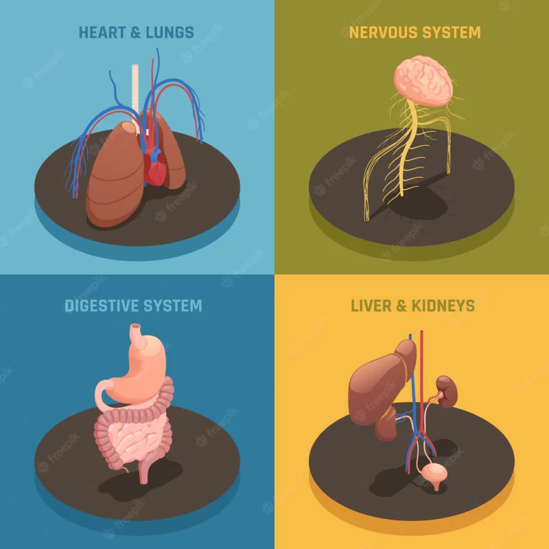 Human organs isometric composition Free Vector