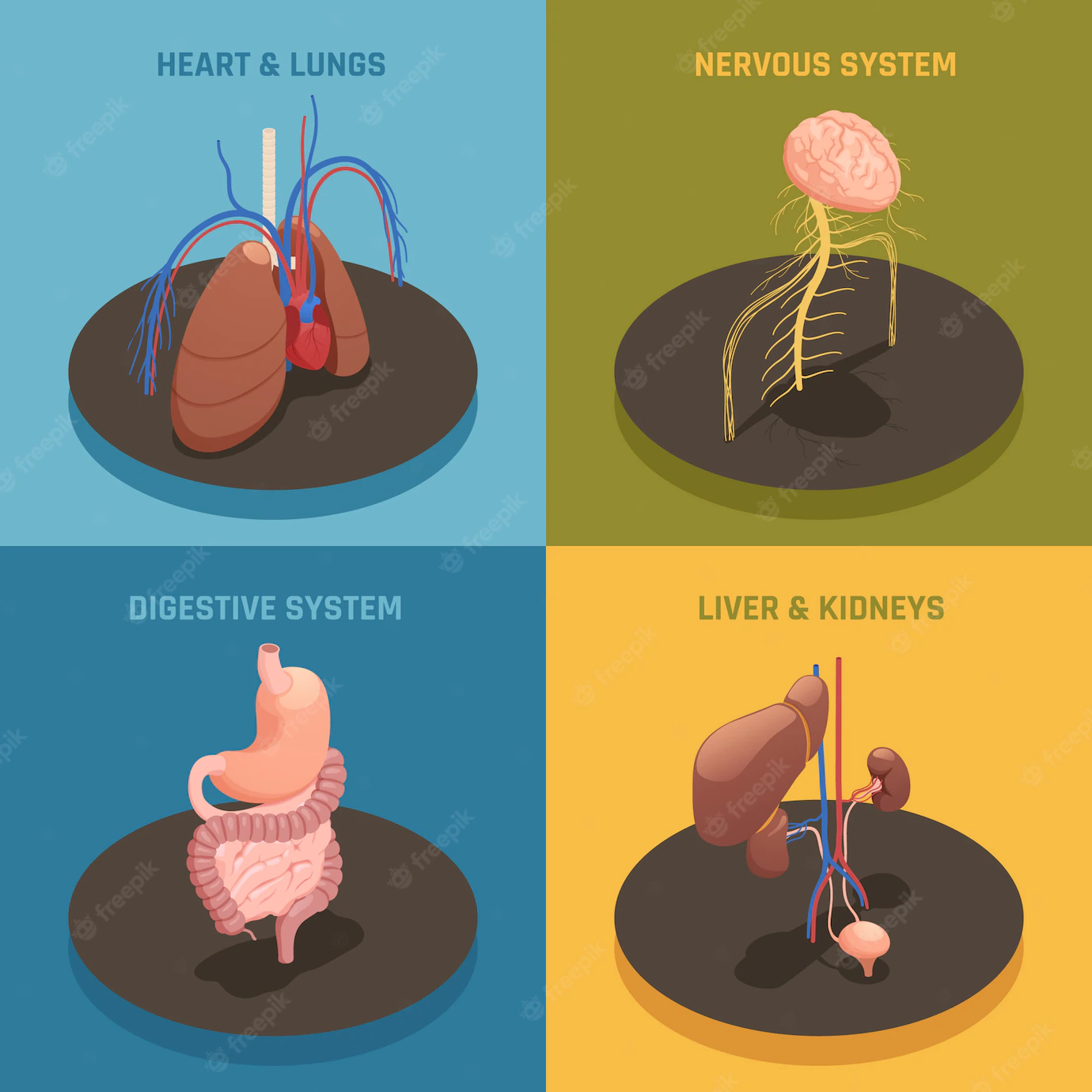Human Organs Isometric Composition 1284 25704