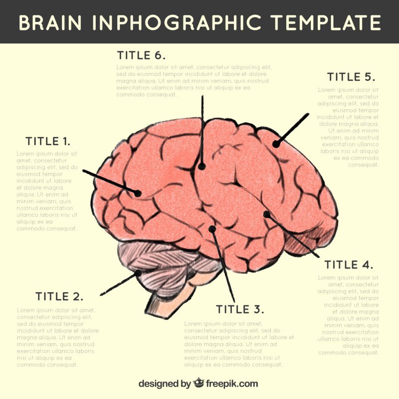 Infographic of human brain with different options Free Vector