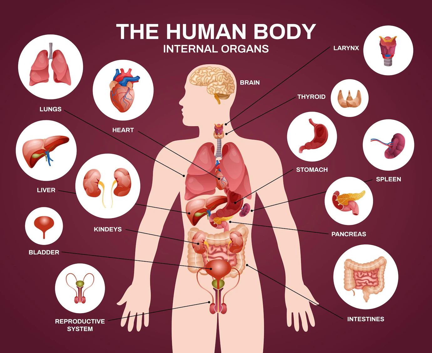 Internal Human Organs Silhouette Composition With Human Body Internal Organs Headline Descriptions Circles Illustration 1284 65461