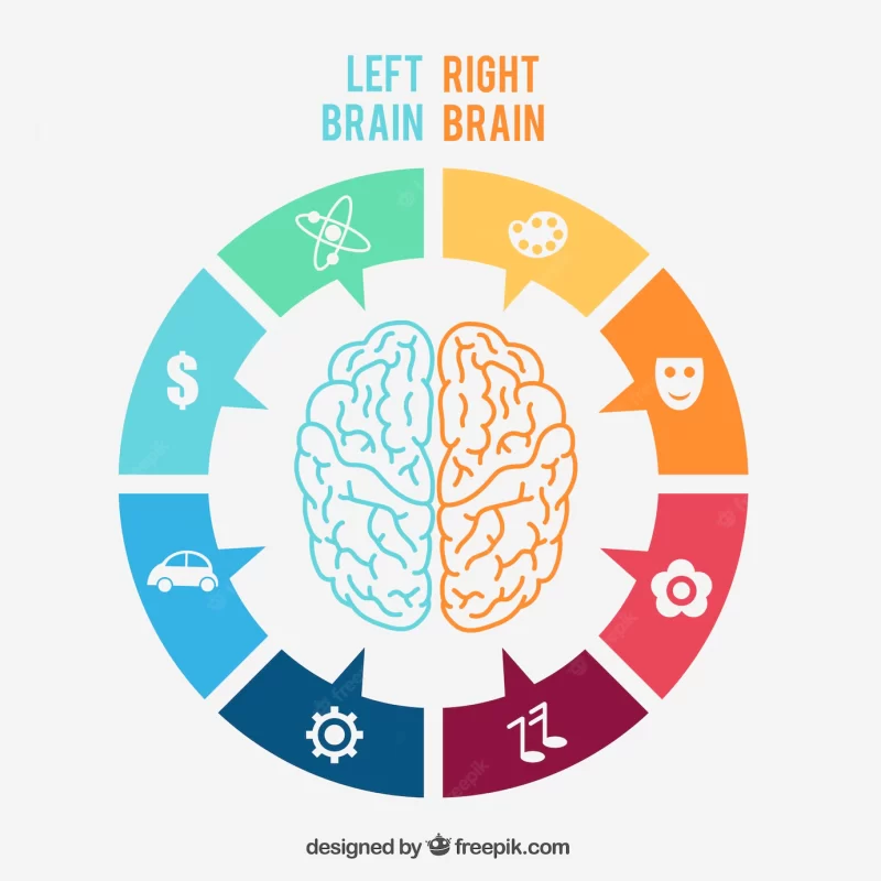 Left and right brain Infographic Free Vector