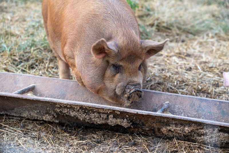 Pig eating out of a trough in the pasture Free Photo