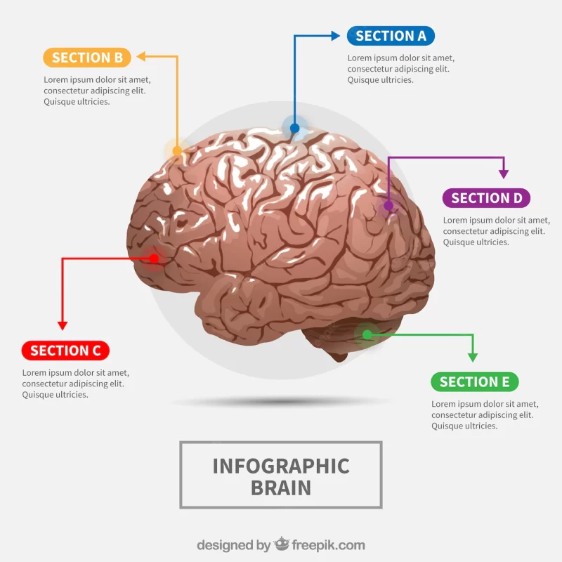 Realistic human brain infographic with colorful options Free Vector
