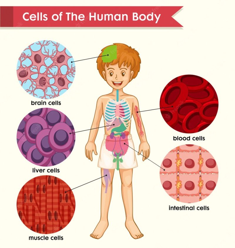 Scientific medical of cell types Free Vector