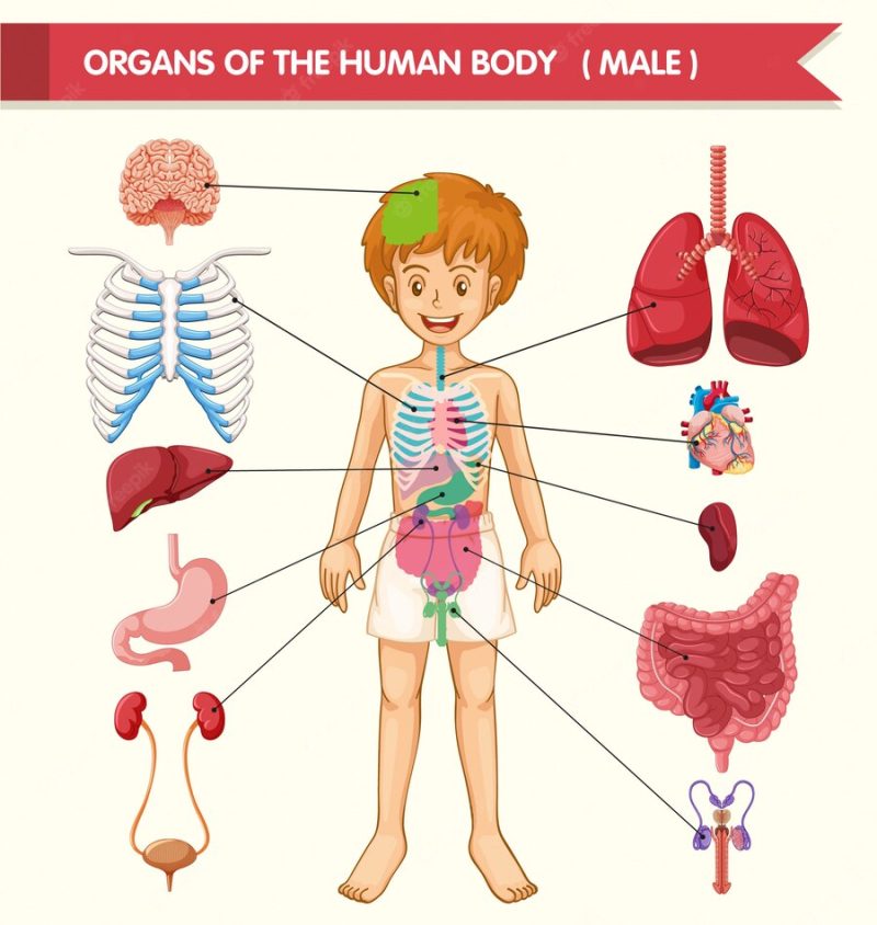 Scientific medical illustration of human body organs Free Vector