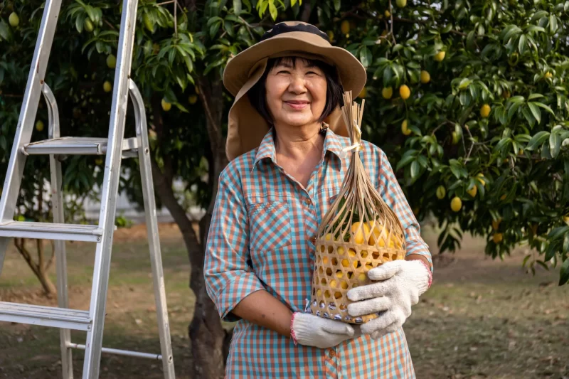 Senior Asian farmer harvesting fresh sweet yellow Marian plums or Gandaria fruit maprang or Mayong chit exotic tropical fruits Free Photo