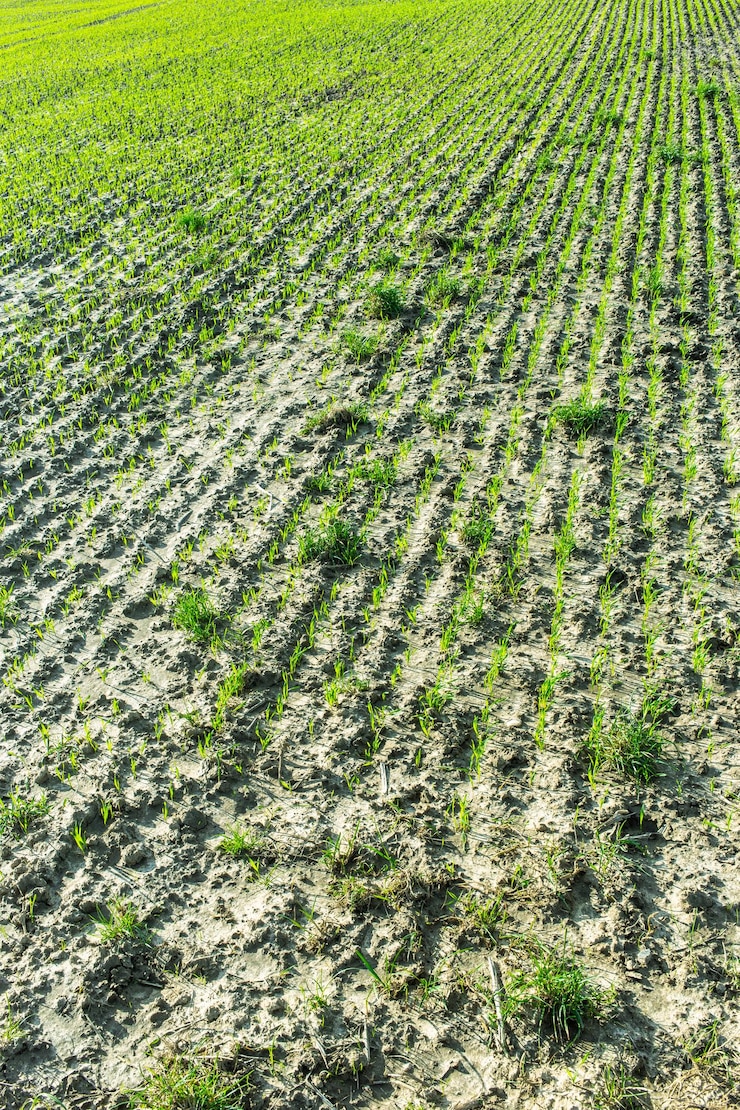 Vertical shot of seedlings growing out of plowed rows of wet soil in a field Free Photo