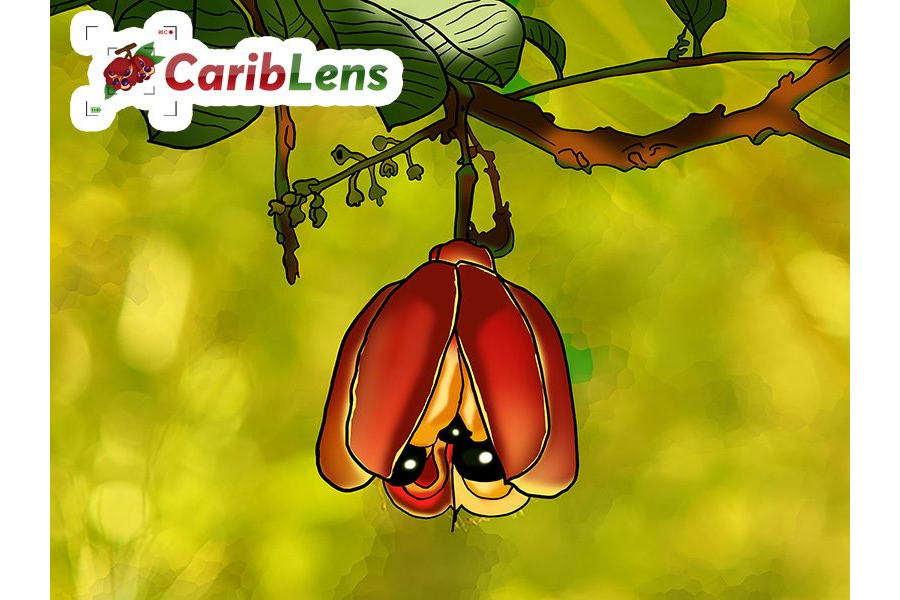 Cartoon or Illustrated Jamaican Ackee fruit budding on a branch