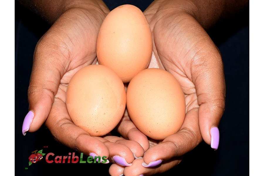 Black hands holding three (3) eggs in palms