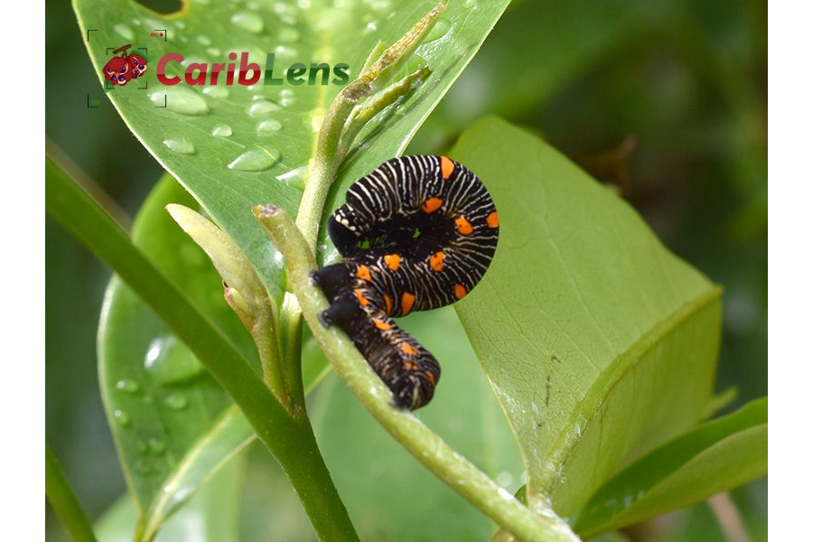 black and orange Caterpillar on a twig